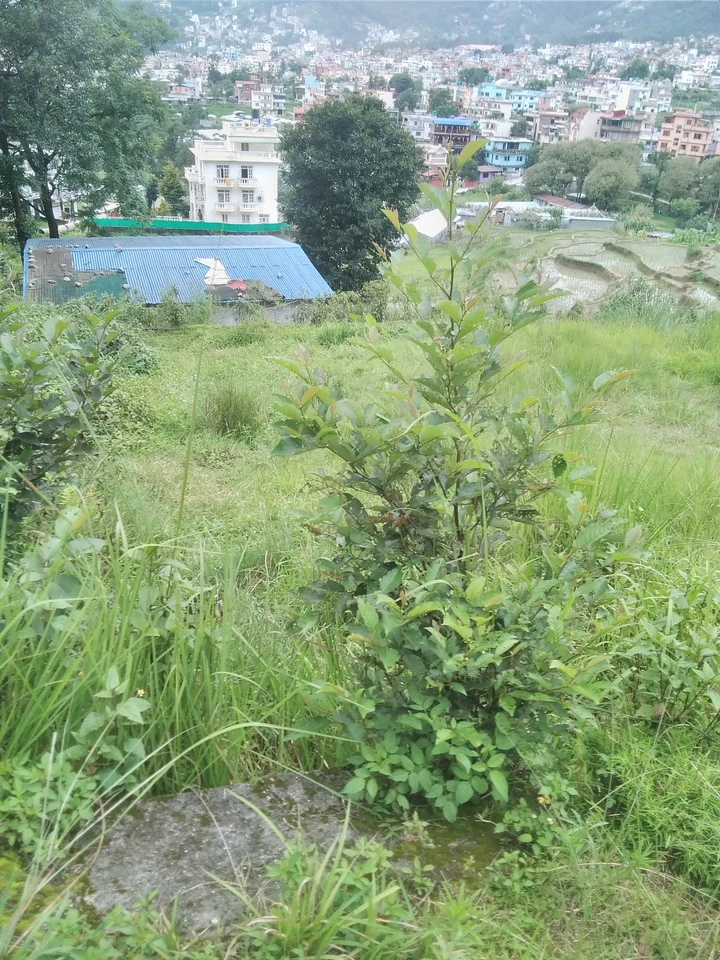 Best for resort homestay and agriculture
