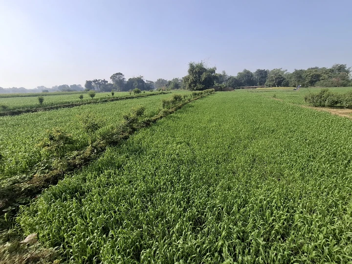 Land for Sale in Siyari Rupandehi