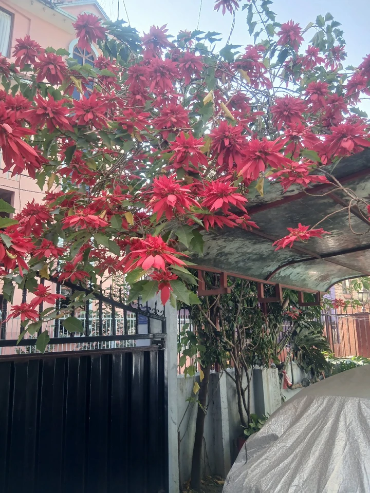Apartment for Rent in Kathmandu